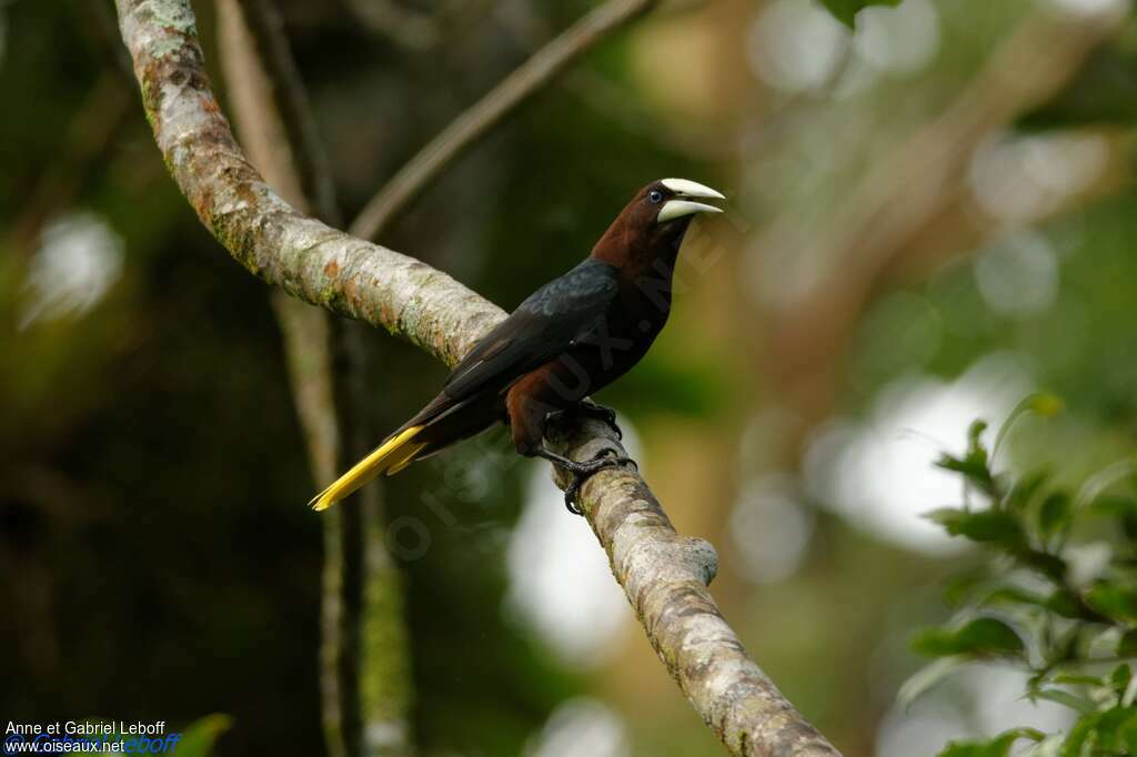 Cassique à tête bruneadulte, identification