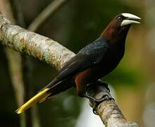 Chestnut-headed Oropendola