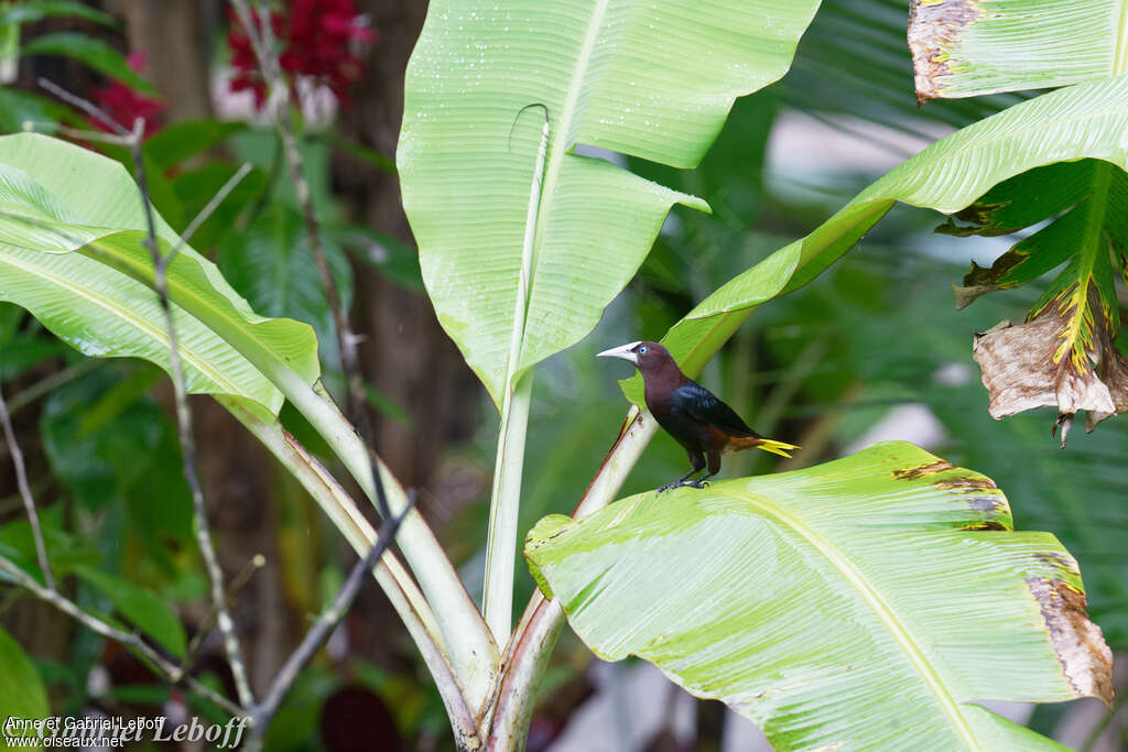 Chestnut-headed Oropendolaadult, habitat