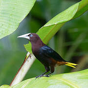 Chestnut-headed Oropendola