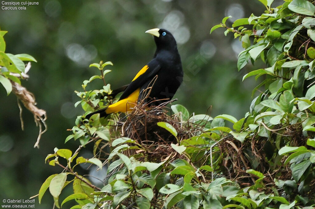 Yellow-rumped Cacique