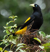 Yellow-rumped Cacique