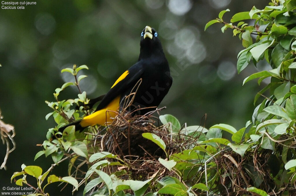 Yellow-rumped Cacique