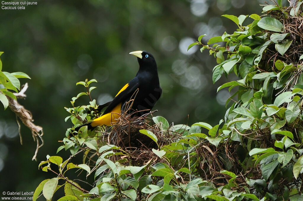 Yellow-rumped Cacique