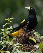 Yellow-rumped Cacique