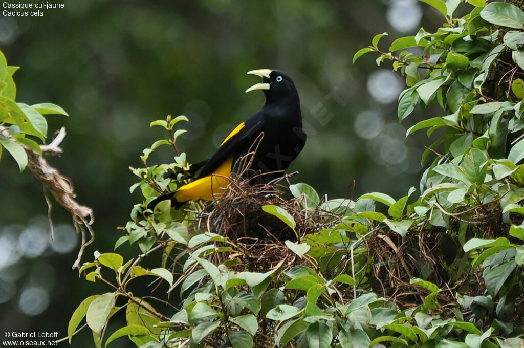 Yellow-rumped Cacique