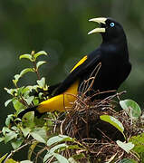 Yellow-rumped Cacique