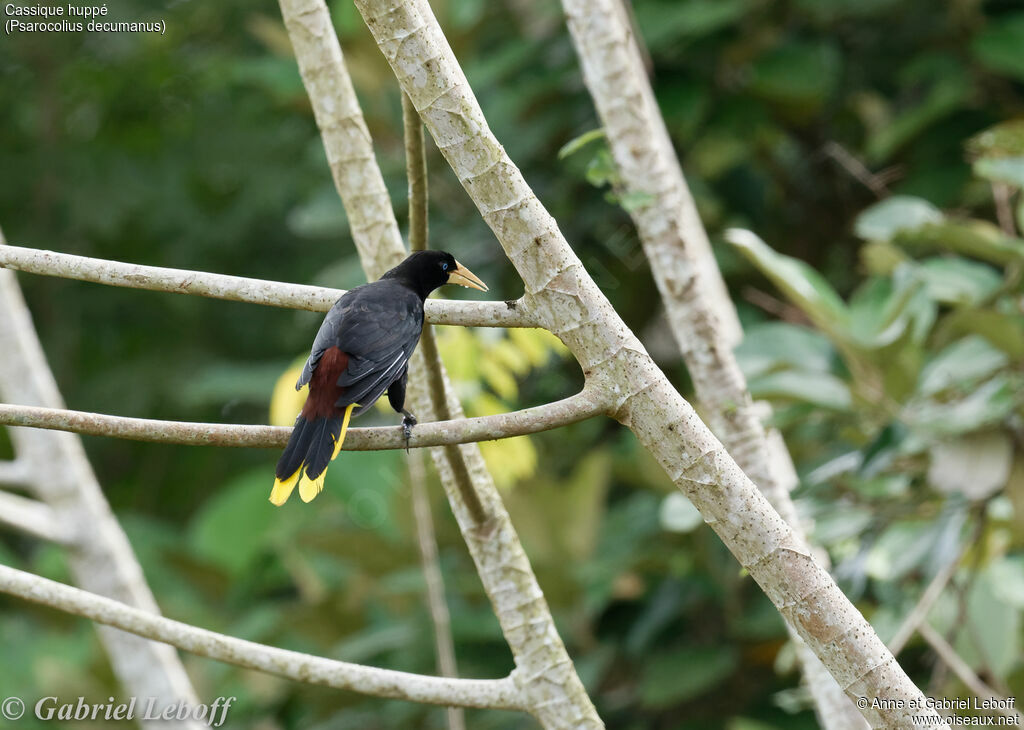 Crested Oropendola