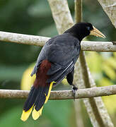 Crested Oropendola