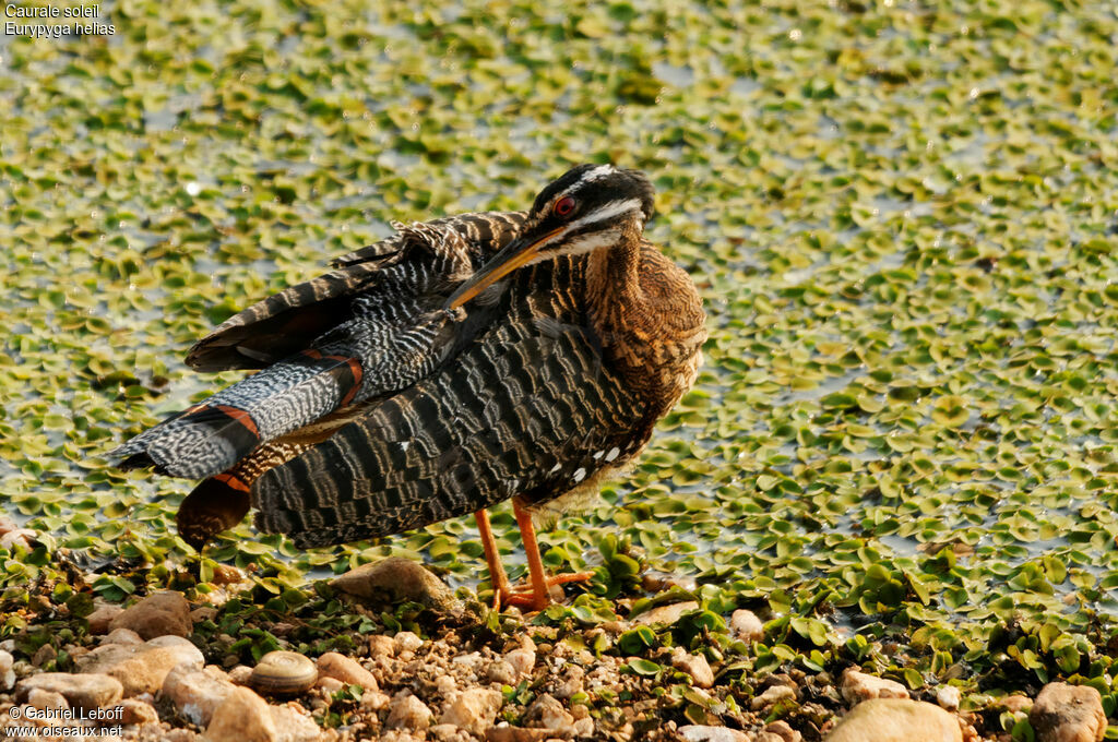 Sunbittern