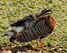 Sunbittern