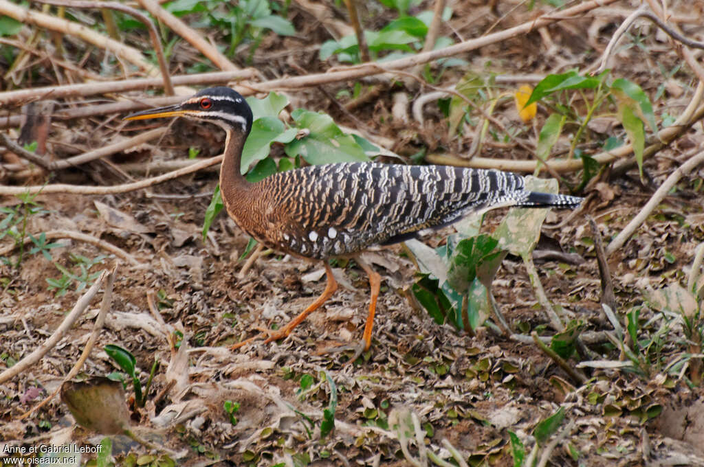 Caurale soleiladulte, identification