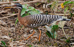 Sunbittern