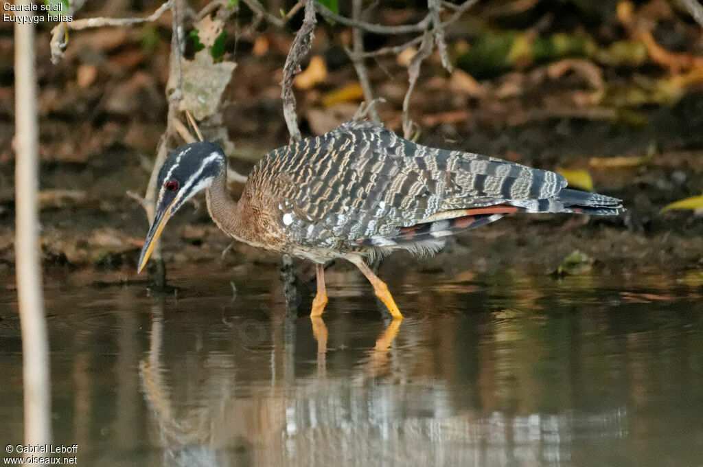 Sunbittern