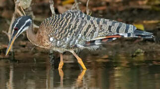 Sunbittern