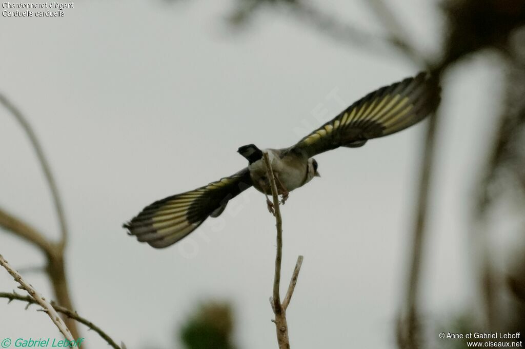 Chardonneret élégant