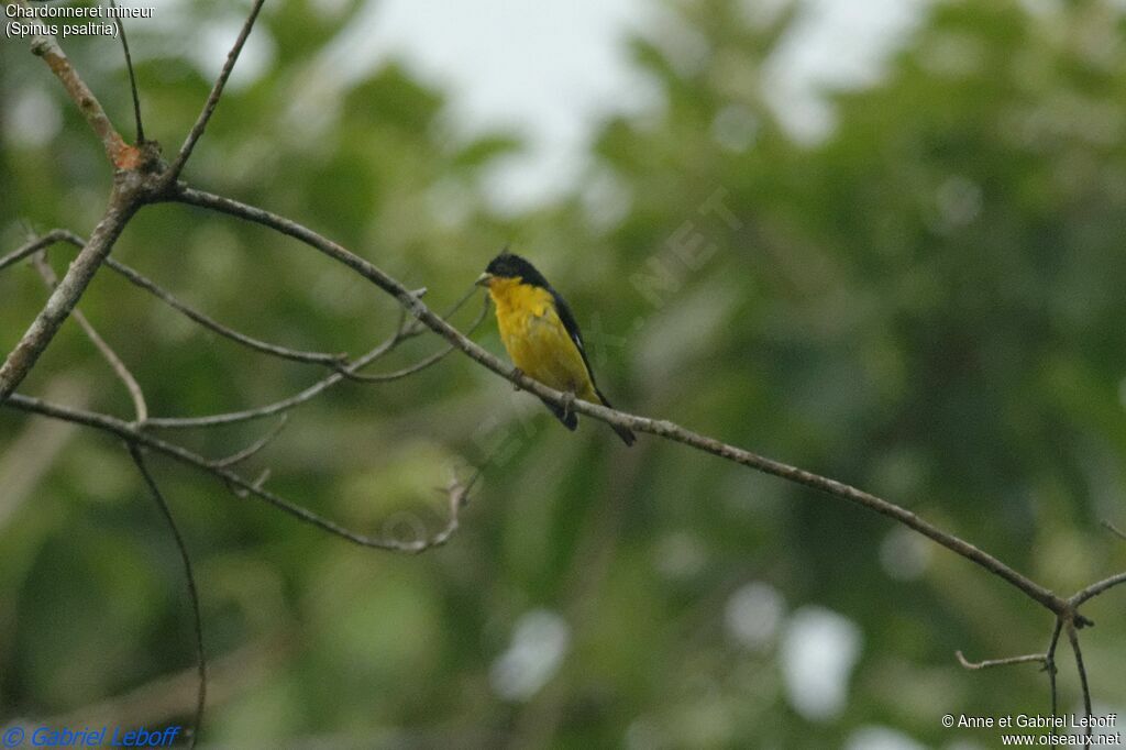 Lesser Goldfinch male adult