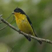 Lesser Goldfinch