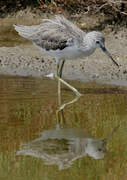 Common Greenshank