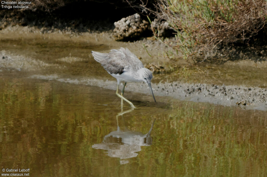 Common Greenshank