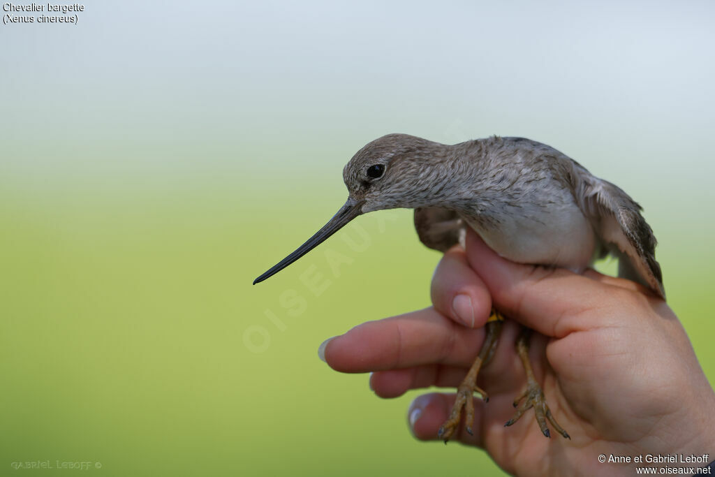 Terek Sandpiper