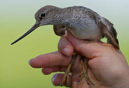 Terek Sandpiper