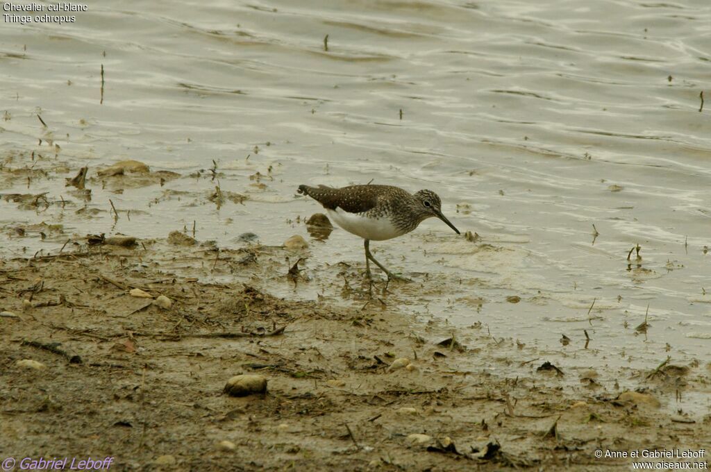 Green Sandpiper