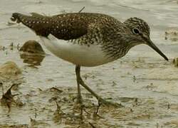 Green Sandpiper