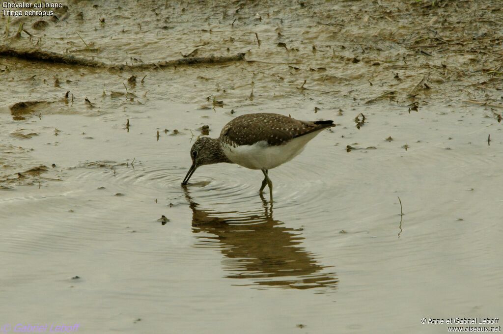 Green Sandpiper