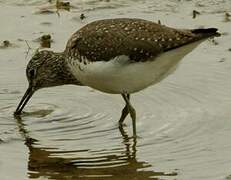 Green Sandpiper