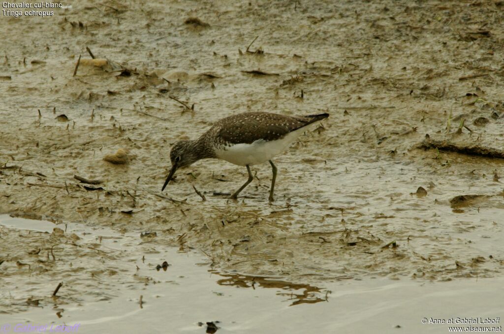 Green Sandpiper