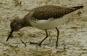 Green Sandpiper