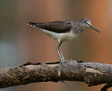 Green Sandpiper