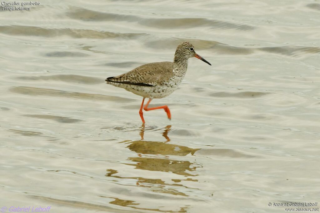 Common Redshank