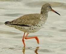 Common Redshank