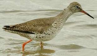 Common Redshank