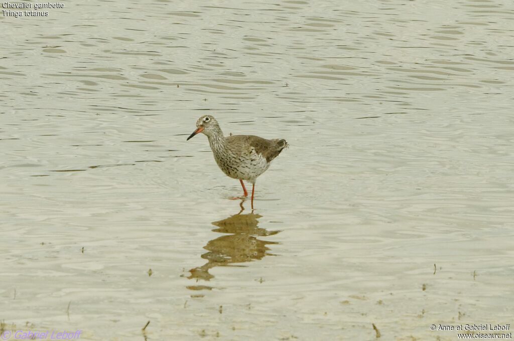 Common Redshank