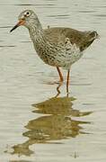 Common Redshank