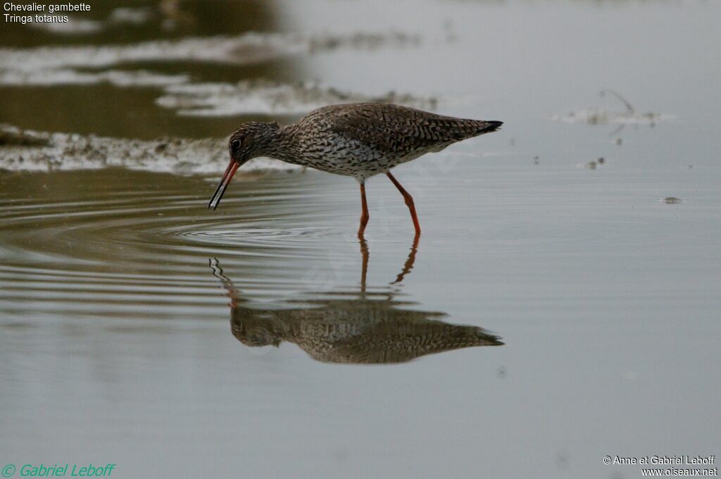 Common Redshank male