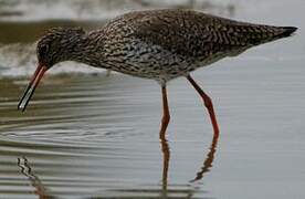 Common Redshank