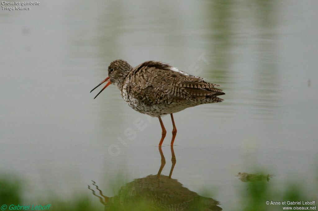 Common Redshank male