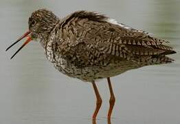 Common Redshank