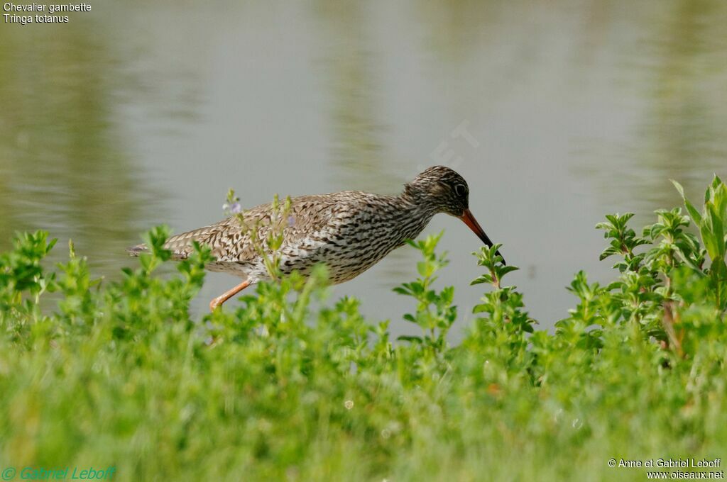 Common Redshank male