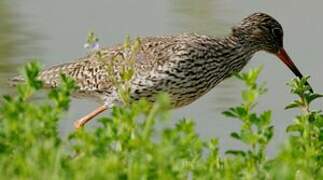 Common Redshank