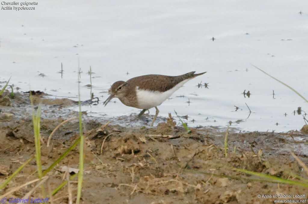 Common Sandpiper