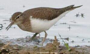 Common Sandpiper