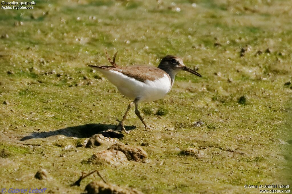 Common Sandpiper