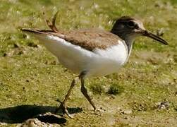 Common Sandpiper