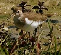 Common Sandpiper