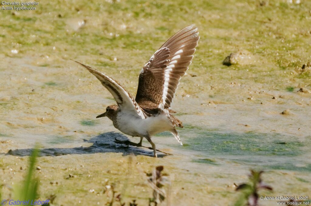 Common Sandpiper